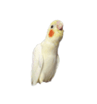 鳥 猫 ペット（個別スタンプ：21）