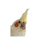 鳥 猫 ペット（個別スタンプ：22）