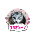 4匹のねこのスタンプ！（個別スタンプ：25）