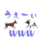 蘭丸先輩（個別スタンプ：13）
