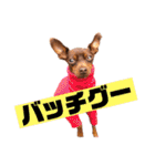 蘭丸先輩（個別スタンプ：26）