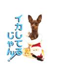 蘭丸先輩（個別スタンプ：27）
