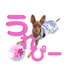 蘭丸先輩（個別スタンプ：30）