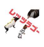 蘭丸先輩（個別スタンプ：33）