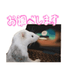 ていねいなフェレット  ひゃっ吉 いたち（個別スタンプ：7）