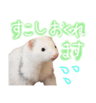 ていねいなフェレット  ひゃっ吉 いたち（個別スタンプ：32）