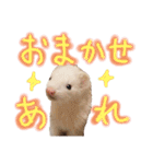ていねいなフェレット  ひゃっ吉 いたち（個別スタンプ：39）