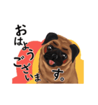 【動く】パグ犬のももすけ（個別スタンプ：1）