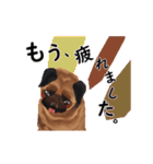 【動く】パグ犬のももすけ（個別スタンプ：15）