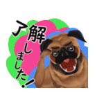 パグ犬のももすけ（個別スタンプ：1）