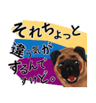 パグ犬のももすけ（個別スタンプ：27）