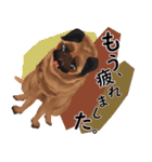 パグ犬のももすけ（個別スタンプ：30）