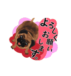 パグ犬のももすけ（個別スタンプ：36）