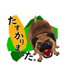 パグ犬のももすけ（個別スタンプ：39）