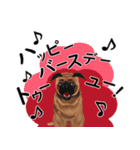 パグ犬のももすけ（個別スタンプ：40）