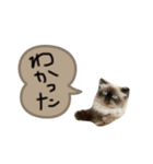 ひまちゃんの相槌（個別スタンプ：5）