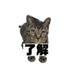 了解する猫（個別スタンプ：1）