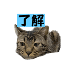 了解する猫（個別スタンプ：2）