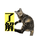 了解する猫（個別スタンプ：4）