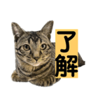 了解する猫（個別スタンプ：5）