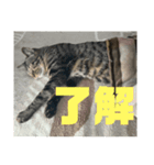 了解する猫（個別スタンプ：7）