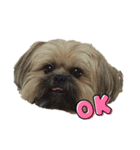 イウォーク犬アグ（個別スタンプ：1）