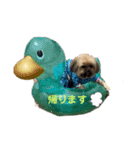 イウォーク犬アグ（個別スタンプ：3）