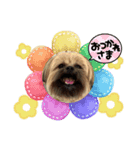 イウォーク犬アグ（個別スタンプ：4）
