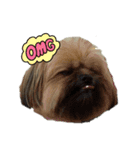 イウォーク犬アグ（個別スタンプ：5）