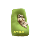 イウォーク犬アグ（個別スタンプ：6）
