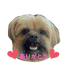 イウォーク犬アグ（個別スタンプ：7）