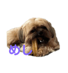 イウォーク犬アグ（個別スタンプ：8）