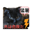 黒猫 ルナ院長102にゃんめ 夏編（個別スタンプ：2）