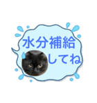 黒猫 ルナ院長102にゃんめ 夏編（個別スタンプ：4）