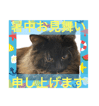 黒猫 ルナ院長102にゃんめ 夏編（個別スタンプ：5）