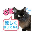 黒猫 ルナ院長102にゃんめ 夏編（個別スタンプ：8）