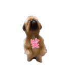 イウォーク犬アグと妹ルブ（個別スタンプ：2）
