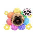 イウォーク犬アグと妹ルブ（個別スタンプ：4）