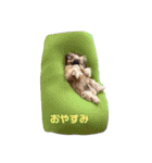 イウォーク犬アグと妹ルブ（個別スタンプ：6）