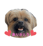 イウォーク犬アグと妹ルブ（個別スタンプ：7）