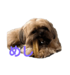 イウォーク犬アグと妹ルブ（個別スタンプ：8）