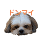 イウォーク犬アグと妹ルブ（個別スタンプ：9）