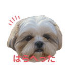 イウォーク犬アグと妹ルブ（個別スタンプ：10）