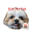 イウォーク犬アグと妹ルブ（個別スタンプ：11）