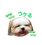 イウォーク犬アグと妹ルブ（個別スタンプ：12）