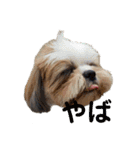 イウォーク犬アグと妹ルブ（個別スタンプ：13）