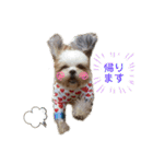 イウォーク犬アグと妹ルブ（個別スタンプ：14）