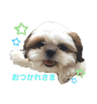 イウォーク犬アグと妹ルブ（個別スタンプ：15）
