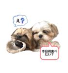 イウォーク犬アグと妹ルブ（個別スタンプ：16）