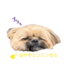 イウォーク犬アグと妹ルブ（個別スタンプ：17）